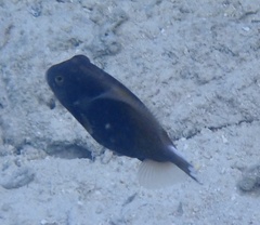 Sufflamen chrysopterum