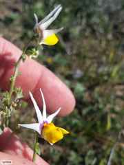 Nemesia cheiranthus