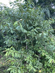 Syzygium cumini