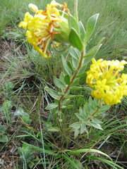 Lasiosiphon anthylloides