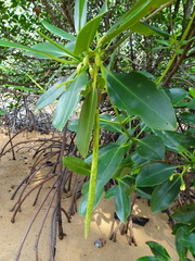 Rhizophora mucronata