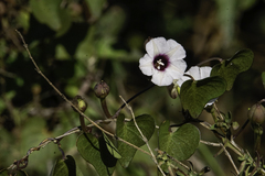Ipomoea amnicola