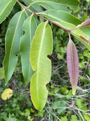 Syzygium cumini