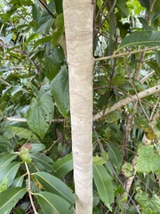 Syzygium cumini