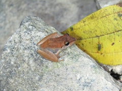 Pristimantis ramagii