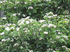 Crataegus pinnatifida