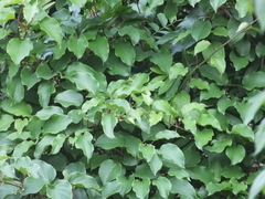 Schisandra chinensis