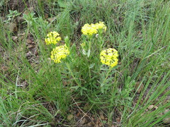 Lasiosiphon anthylloides