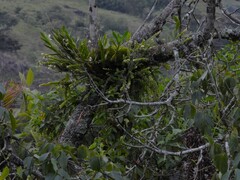 Epidendrum blepharistes