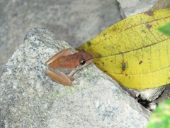 Pristimantis ramagii