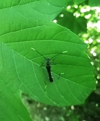 Stenorhopalus gracilipes