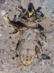 Temnorhinus mixtus