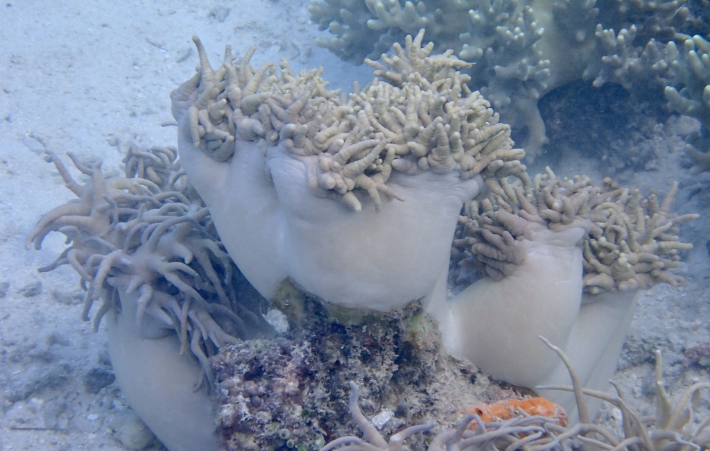 Foto de Coral cuero de dedos (Sinularia flexibilis)