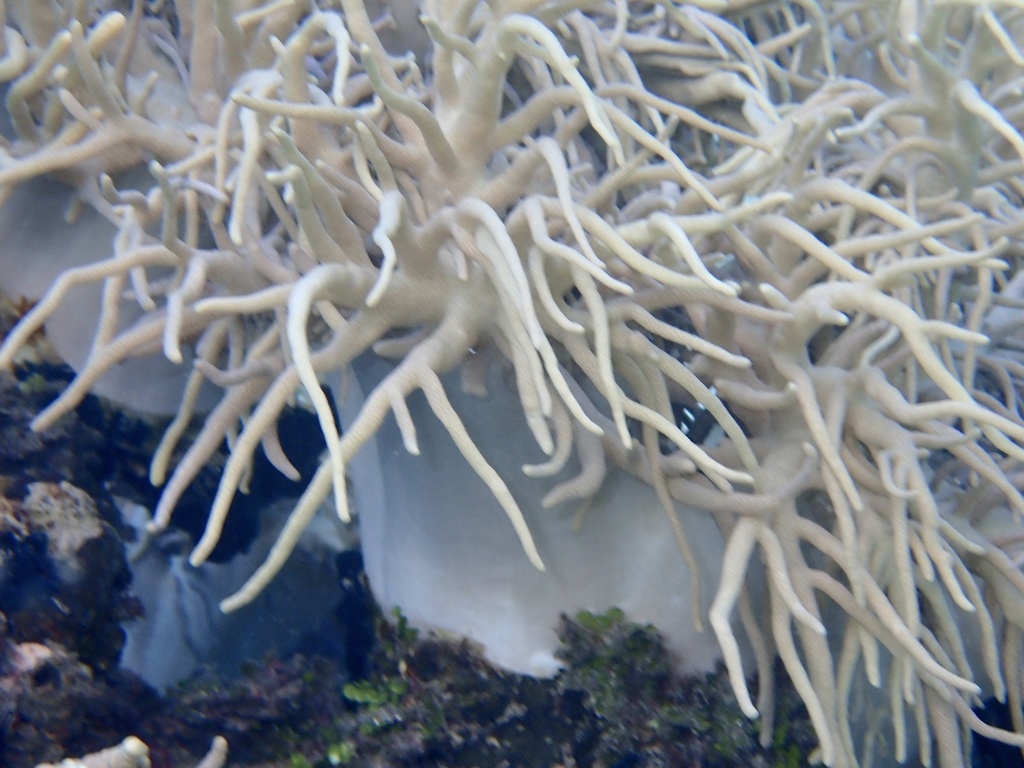 Photo of Finger leather coral (Sinularia flexibilis)