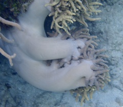 Sclerophytum flexibilis