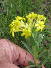 Lasiosiphon anthylloides