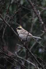 Emberiza elegans