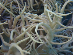 Sclerophytum flexibilis