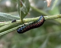 Trirhabda bacharidis