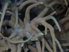 Sclerophytum flexibilis