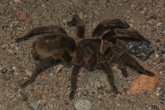 Grammostola