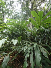 Alpinia uraiensis
