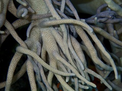 Sclerophytum flexibilis