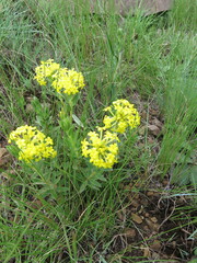 Lasiosiphon anthylloides