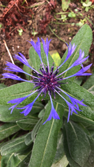 Centaurea montana