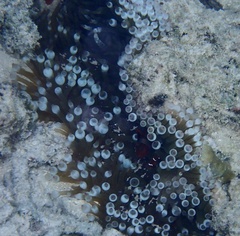 Entacmaea quadricolor