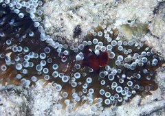 Entacmaea quadricolor