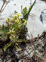 Lyperia