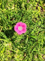 Ipomoea purpurea