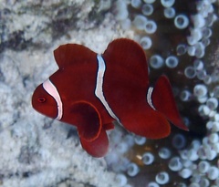 Amphiprion biaculeatus