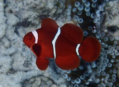 Amphiprion biaculeatus