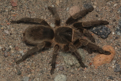 Grammostola