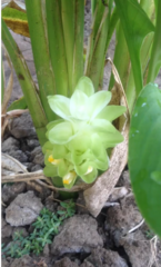 Curcuma longa