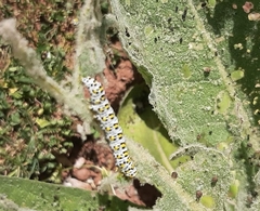 Cucullia scrophulariae