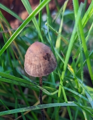 Panaeolus acuminatus
