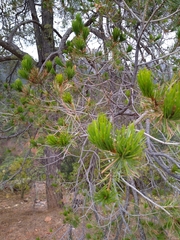 Pinus cembroides