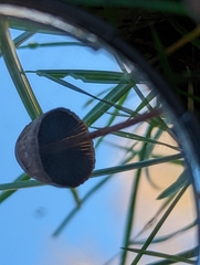 Panaeolus acuminatus