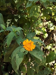 Lasianthaea macrocephala