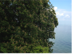 Aesculus hippocastanum