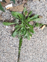 Hypochaeris glabra