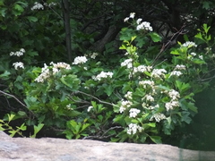 Crataegus pinnatifida