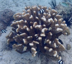 Pocillopora grandis