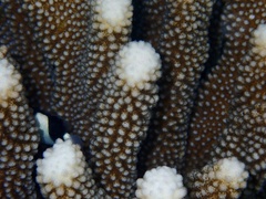 Pocillopora grandis