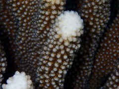 Pocillopora grandis
