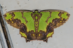 Agathia hemithearia