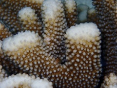 Pocillopora grandis